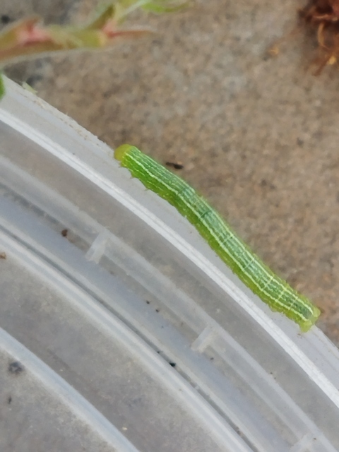 Theria rupicapraria - tavaszi kökényaraszoló