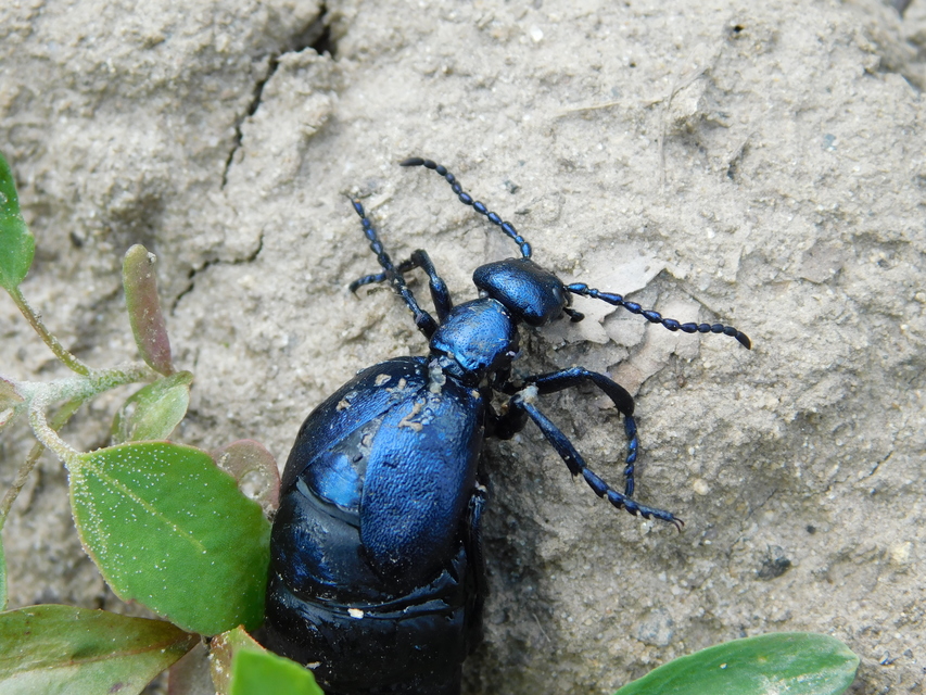 Meloe violaceus - kék nünüke
