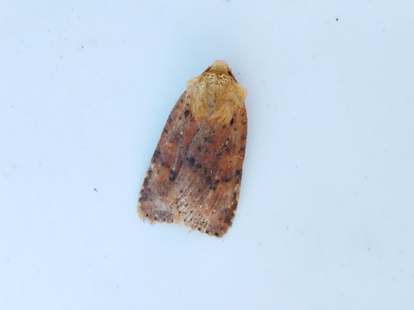 Conistra rubiginea - vörös őszibagoly