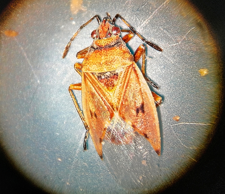 Kleidocerys resedae - nyírbodobács