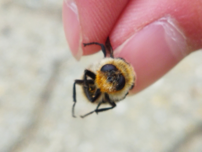 Cephenemyia auribarbis - szarvas-garatbagócs