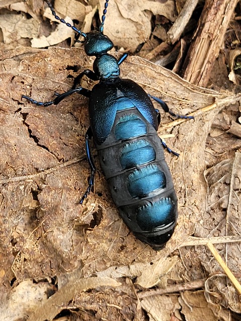 Meloe violaceus - kék nünüke