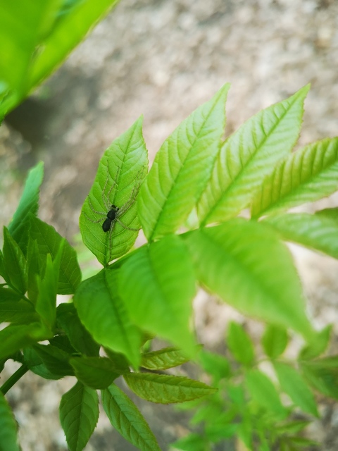 Philodromus dispar - lomb karolópók