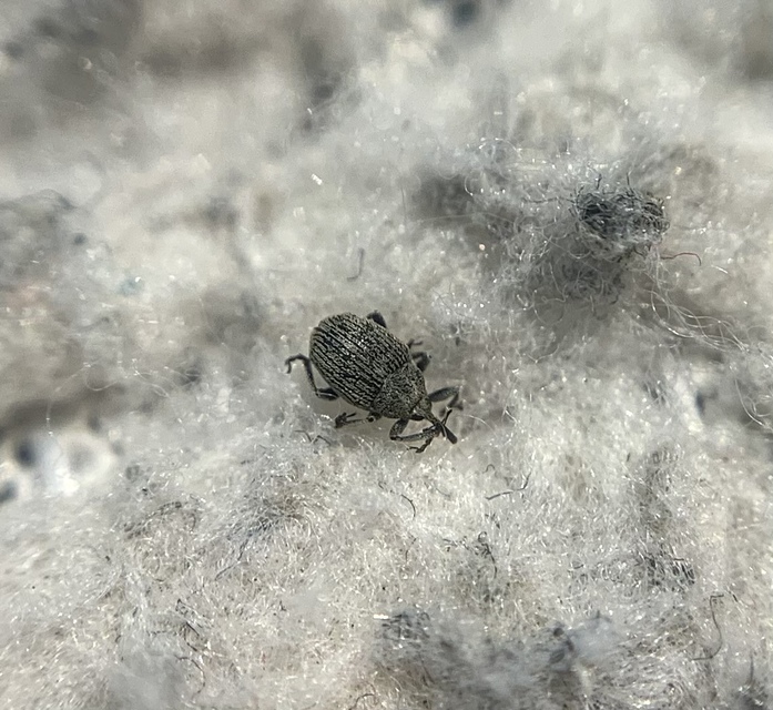 Ceutorhynchus pulvinatus - kis zsombor-ceutormányos