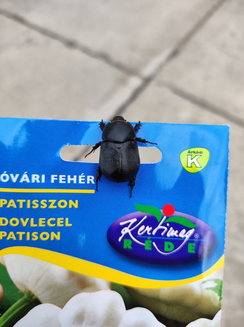 Pentodon idiota - butabogár