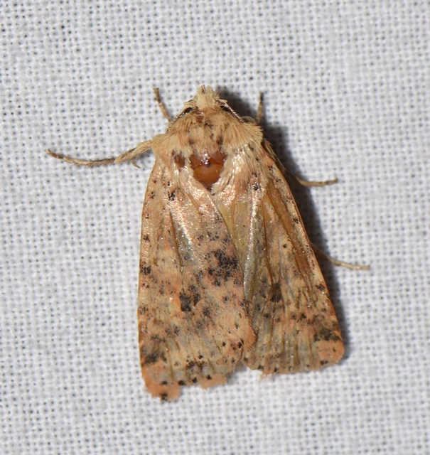 Conistra rubiginea - vörös őszibagoly