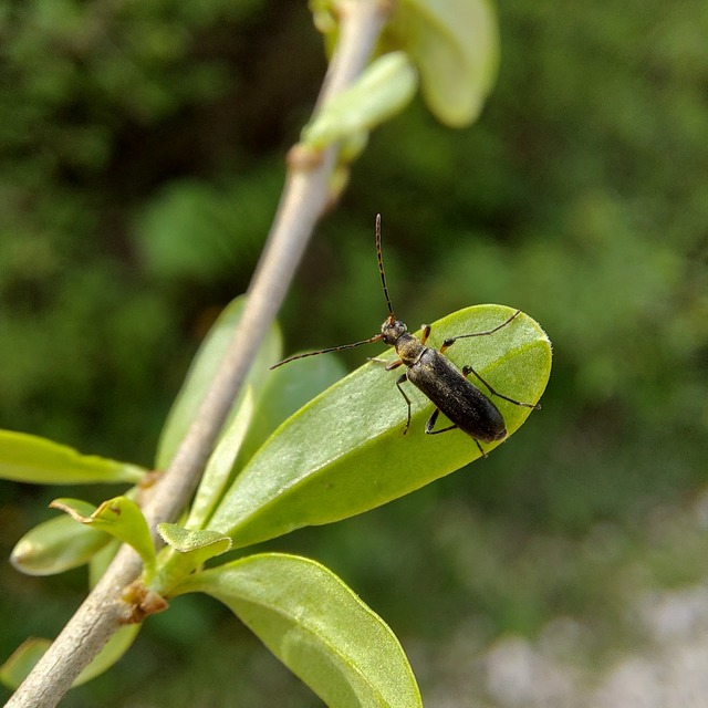 Grammoptera ruficornis - gyűrűscsápú galagonyacincér Grammoptera ruficornis - gyűrűscsápú galagonyacincér