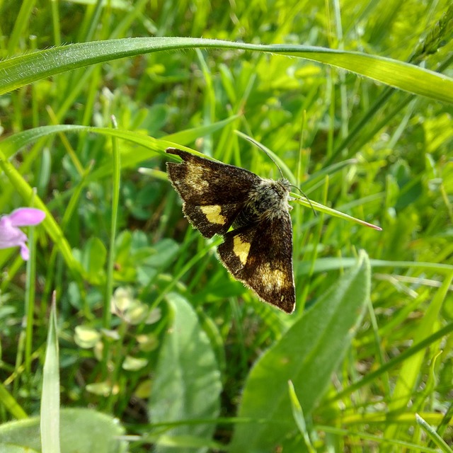 Panemeria tenebrata - apró sárgabagoly
