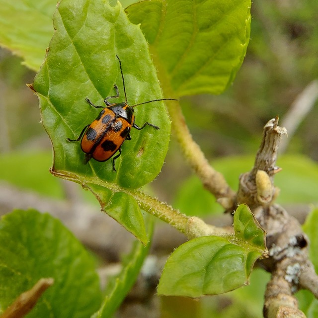 Cryptocephalus sexpunctatus - hatfoltos zömökbogár Cryptocephalus sexpunctatus - hatfoltos zömökbogár