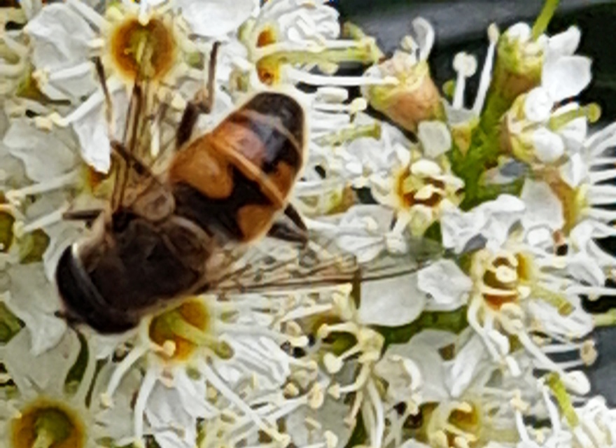 Eristalis tenax - közönséges herelégy