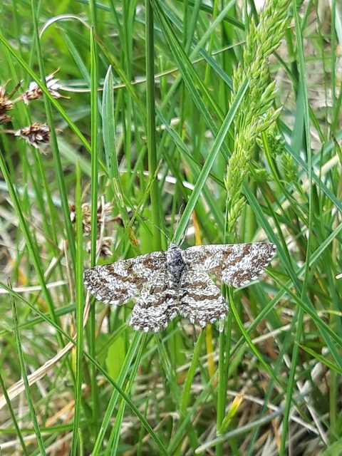 Ematurga atomaria - barna rétiaraszoló