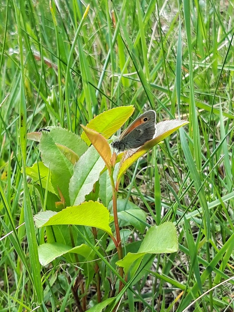 Coenonympha pamphilus - kis szénalepke