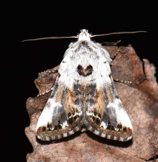 Calophasia opalina - barnafoltú fehérbagoly