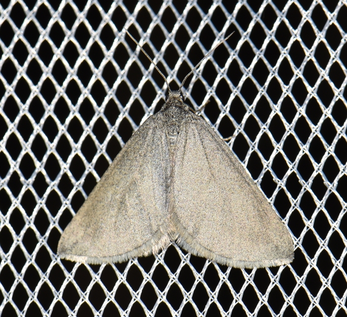 Lithostege griseata - szürke araszoló