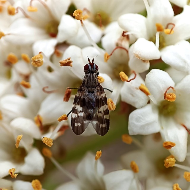 Otites centralis/guttata