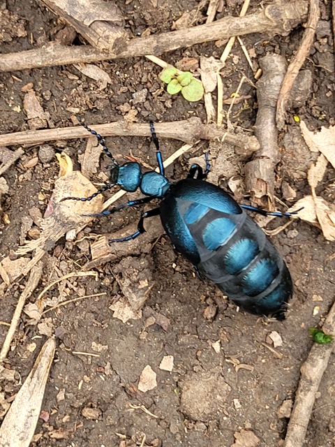 Meloe violaceus - kék nünüke