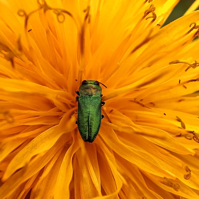 Anthaxia nitidula - ragyogó virágdíszbogár