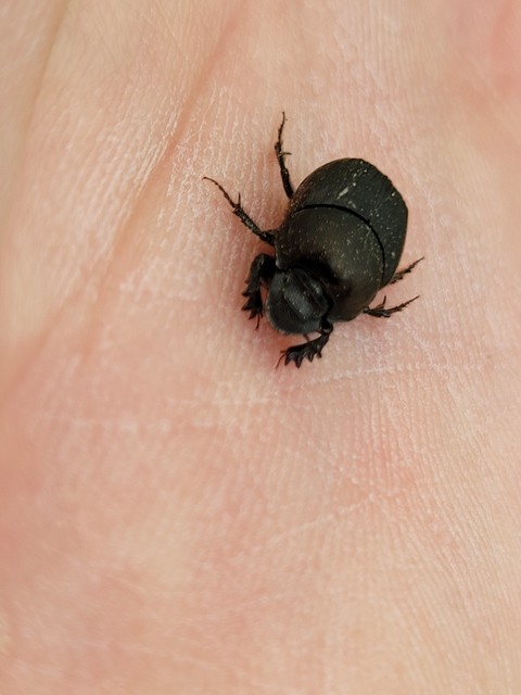 Onthophagus verticicornis - fekete trágyatúró