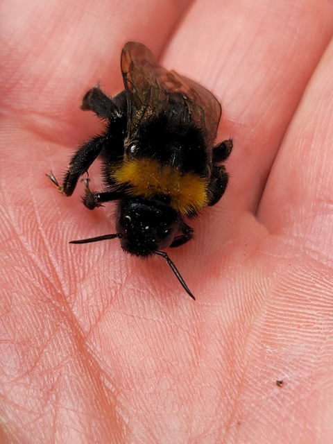 Bombus - poszméhek