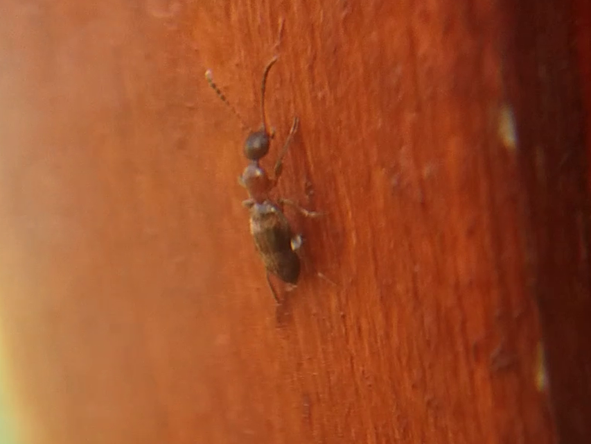 Anthelephila pedestris - hangyaszerű fürgebogár