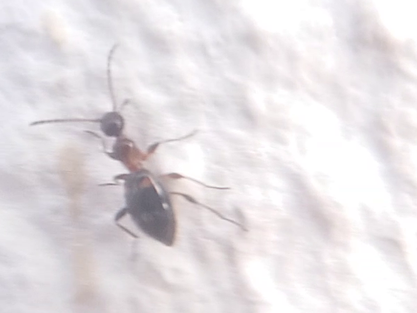 Anthelephila pedestris - hangyaszerű fürgebogár