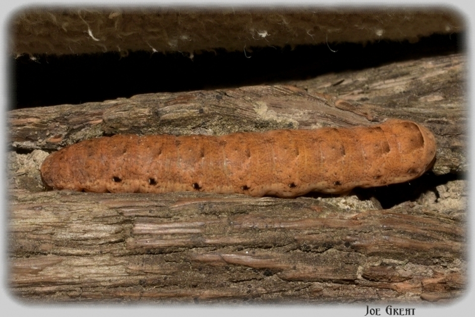 Noctua fimbriata - szélessávú sárgafűbagoly