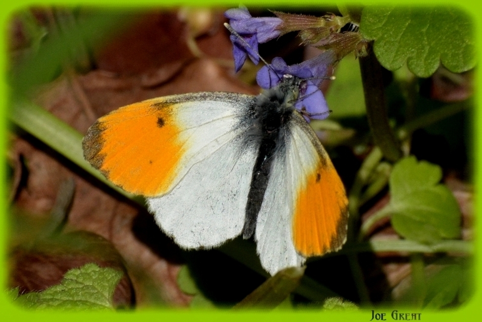 Anthocharis cardamines - hajnalpírlepke
