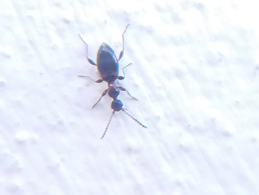 Anthelephila pedestris - hangyaszerű fürgebogár