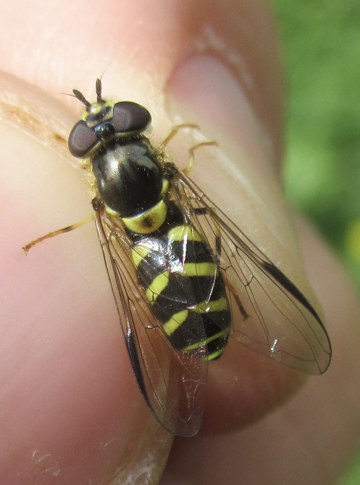 Dasysyrphus albostriatus - csíkoshátú erdeilégy