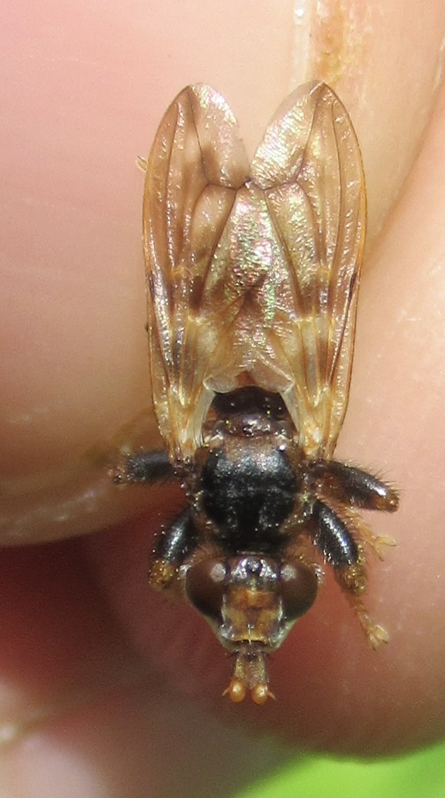 Myopa buccata