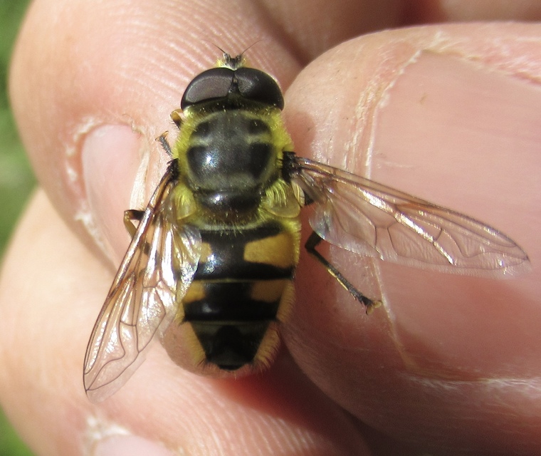 Myathropa florea - halálfejes odúlégy