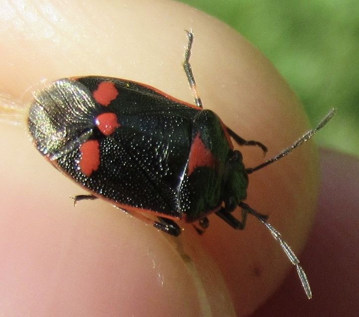 Eurydema oleracea - paréjpoloska Eurydema oleracea - paréjpoloska