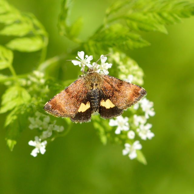 Panemeria tenebrata - apró sárgabagoly