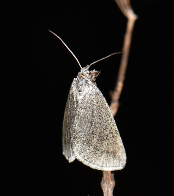 Lithostege griseata - szürke araszoló