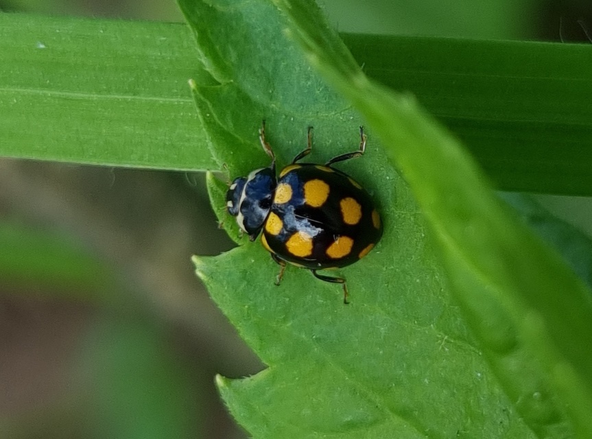 Coccinula quatuordecimpustulata - feketesárga katóka
