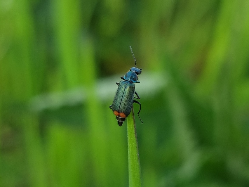 Malachius bipustulatus - kétfoltos bibircsesbogár
