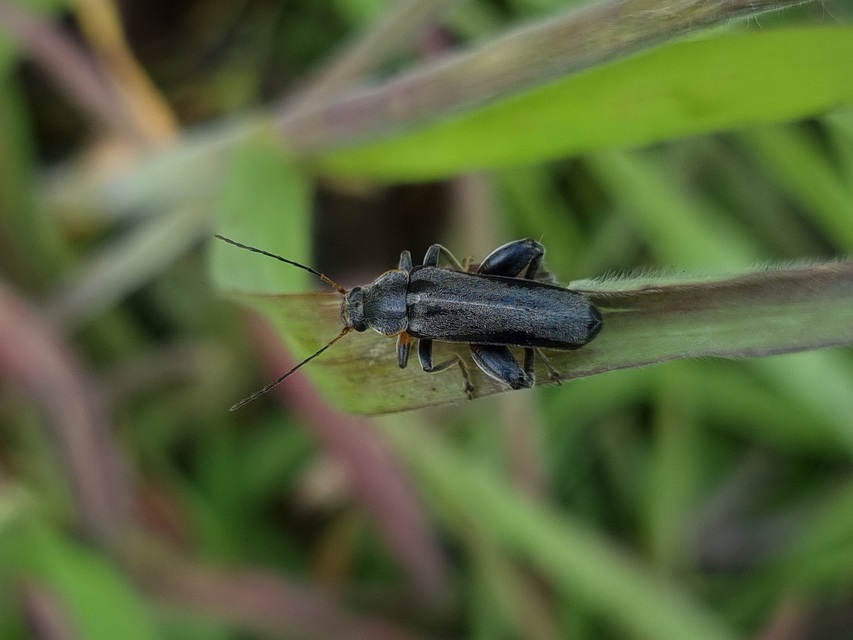 Osphya bipunctata - kétalakú komorka