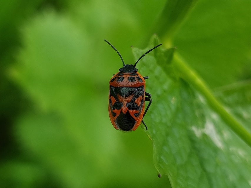 Eurydema ornata - díszespoloska