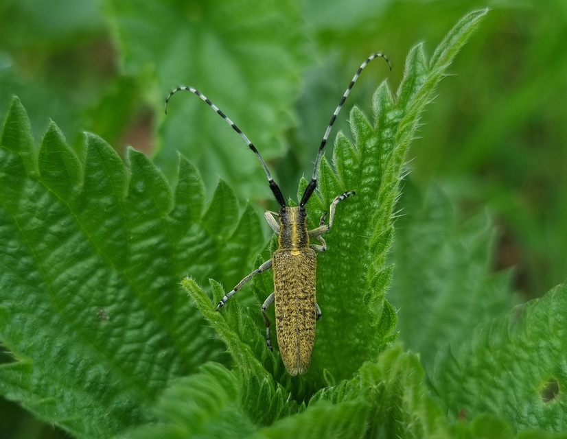 Agapanthia villosoviridescens - fehérgyűrűs bogáncscincér
