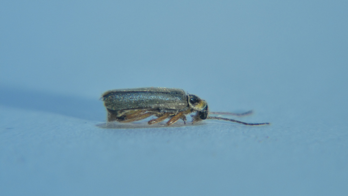 Metacantharis clypeata - tavaszi lágybogár