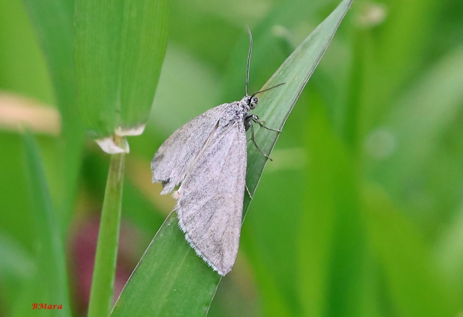 Lithostege griseata - szürke araszoló