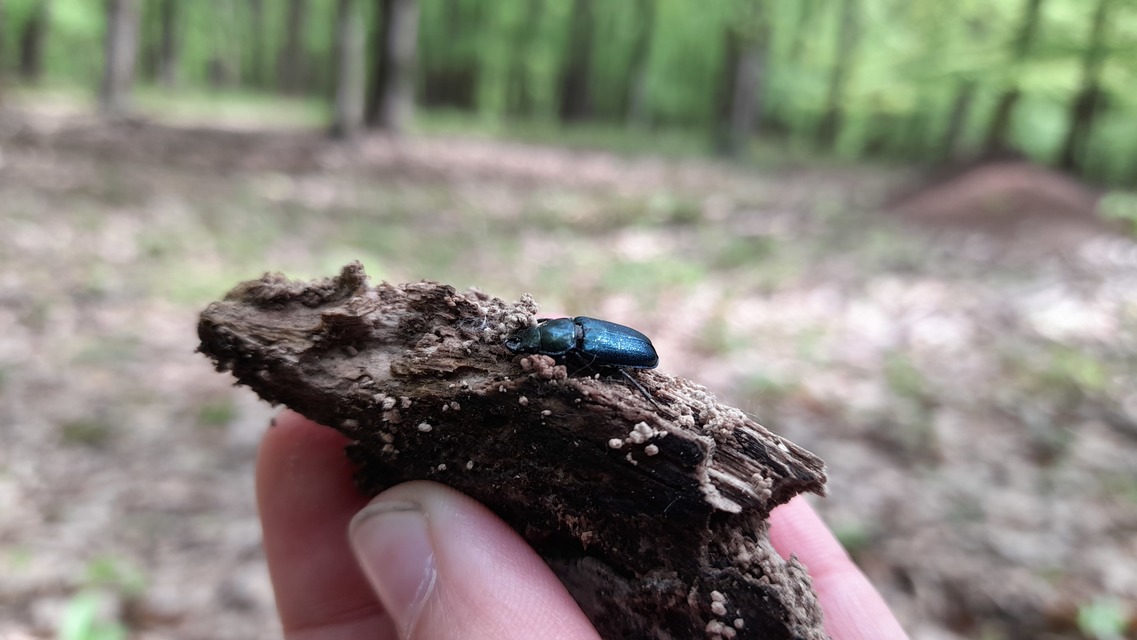 Platycerus caraboides - kis fémesszarvasbogár