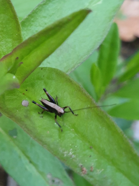 Pholidoptera griseoaptera - szürke avarszöcske