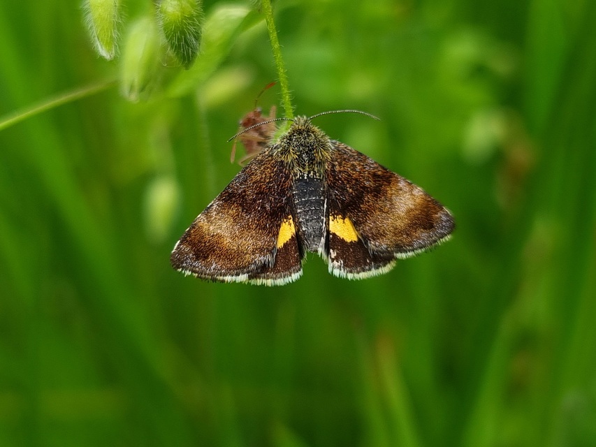 Panemeria tenebrata - apró sárgabagoly