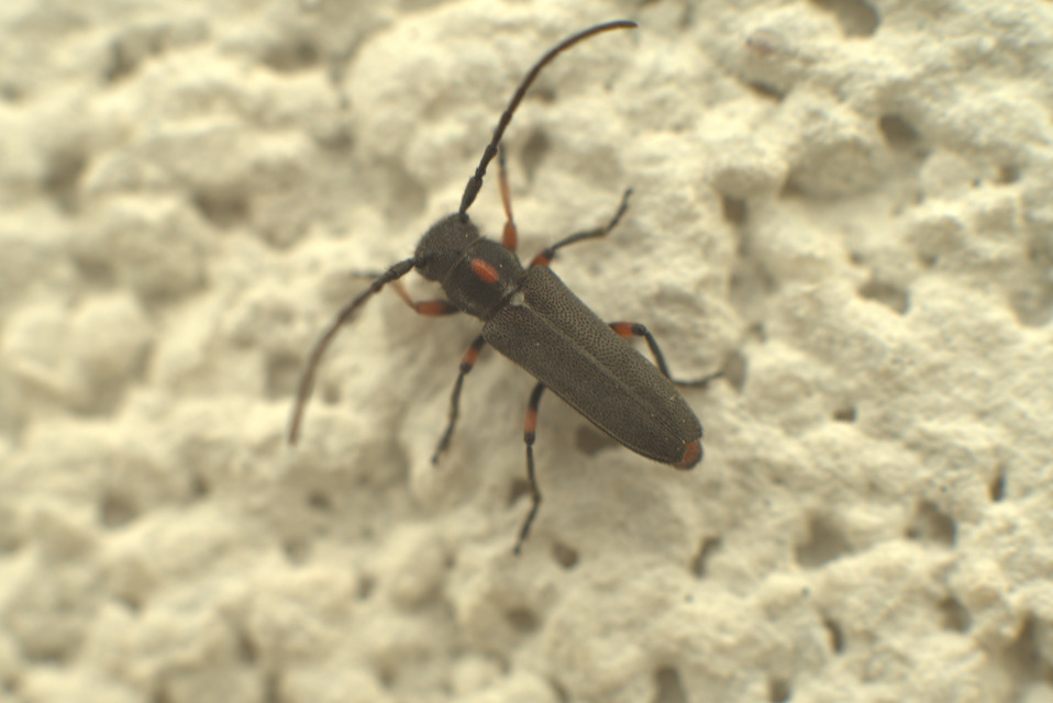 Phytoecia pustulata - parányi fűcincér