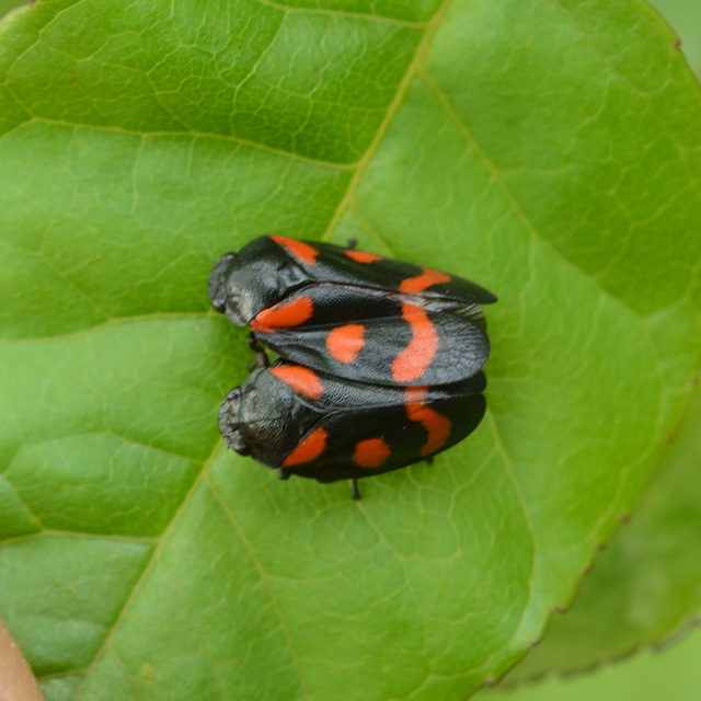 Cercopis arcuata/sanguinolenta