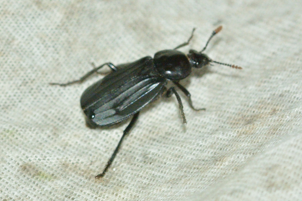 Necrodes littoralis - nagy dögbogár