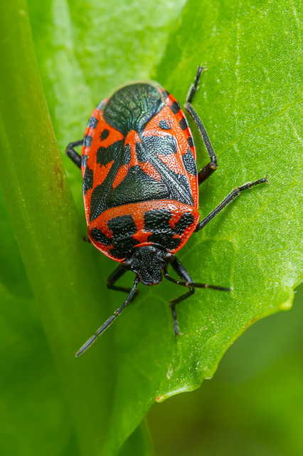 Eurydema ventralis - káposztapoloska