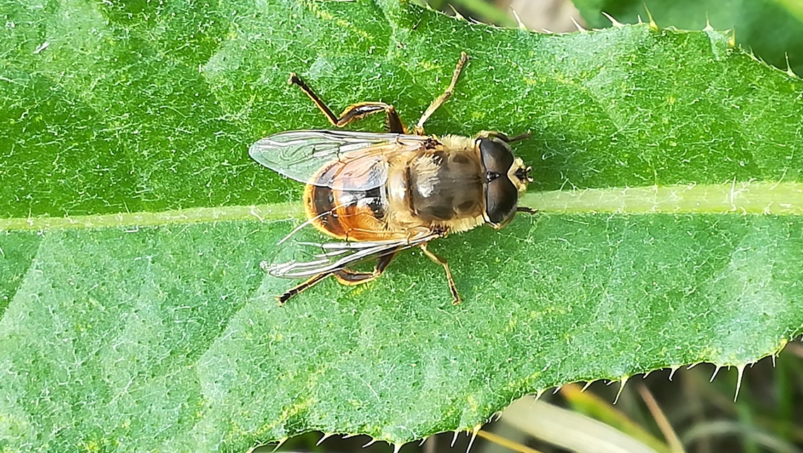 Eristalis tenax - közönséges herelégy