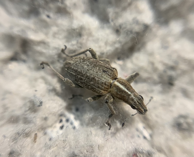 Charagmus gressorius - pompás csipkézőbogár